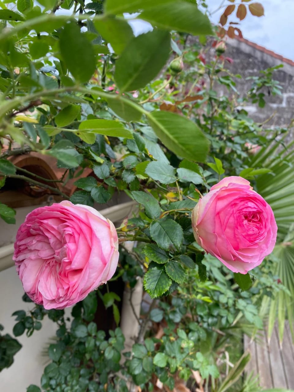 Appartement avec jardin Apartment in Nouvelle-Aquitaine