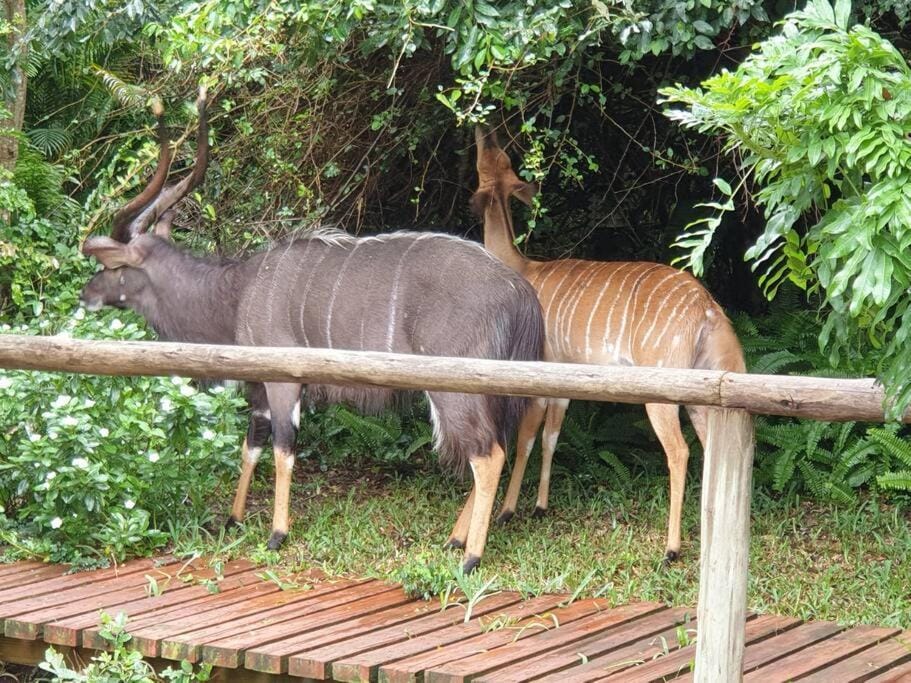 Animals
