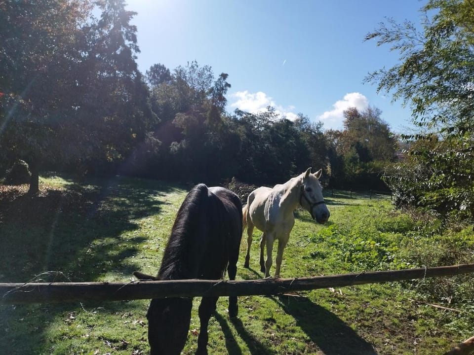 Natura Tiny House Porto Chalet in Porto District