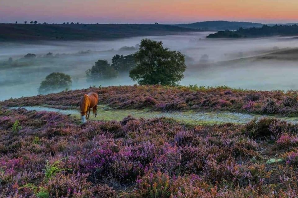 Gorg New Forest slps 13 extras & winter offers House in Lymington