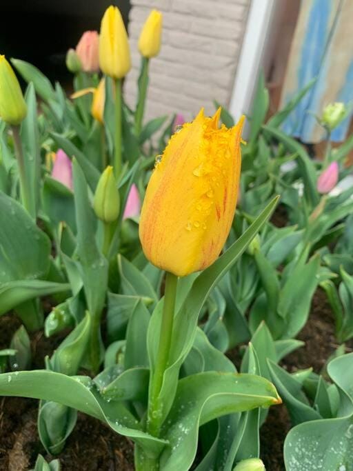 Have a nice stay! - Main Street beachapartment, beach 150 meters Apartment in Noordwijk