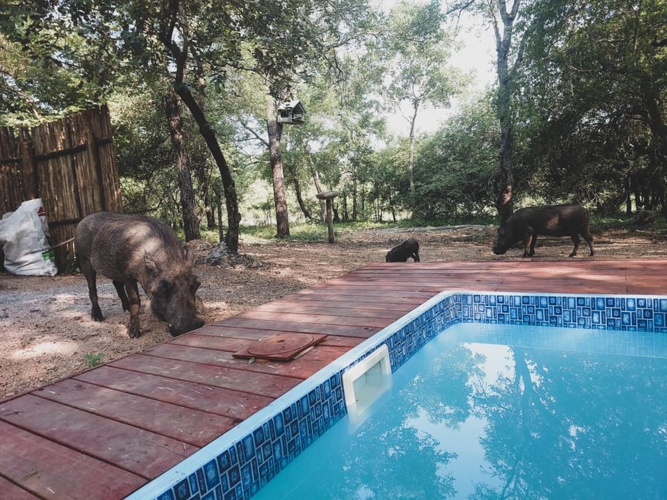 Natural landscape, Animals, Swimming pool