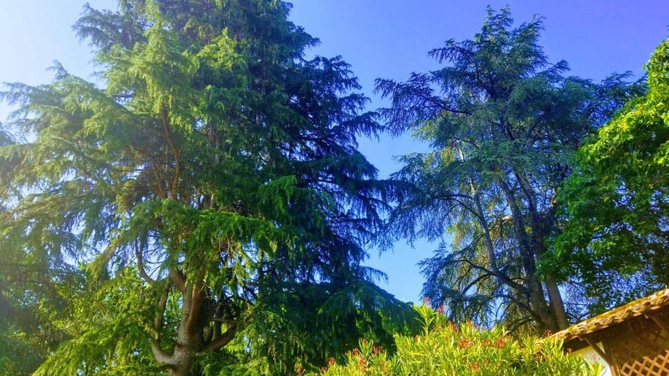 Garden view