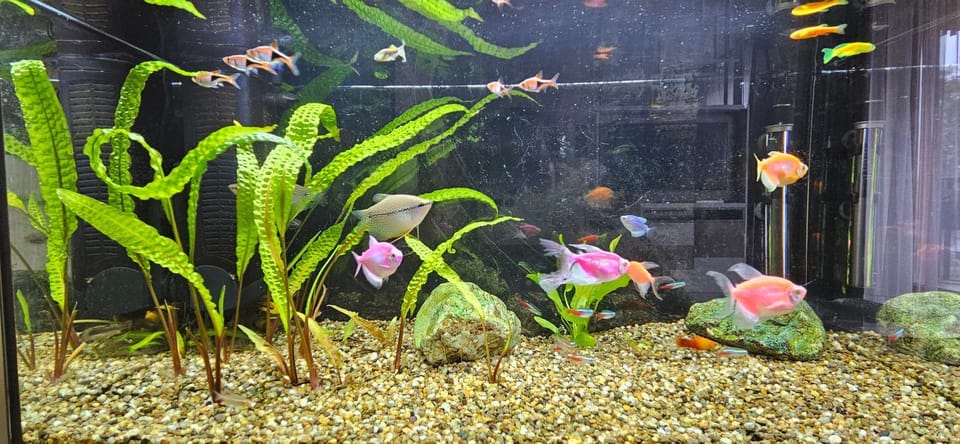 Evening entertainment