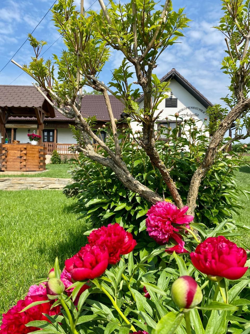 Spring, Garden, Garden view
