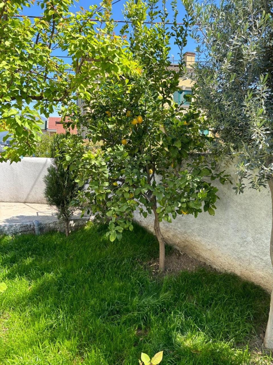 Day, Natural landscape, Garden, Garden view