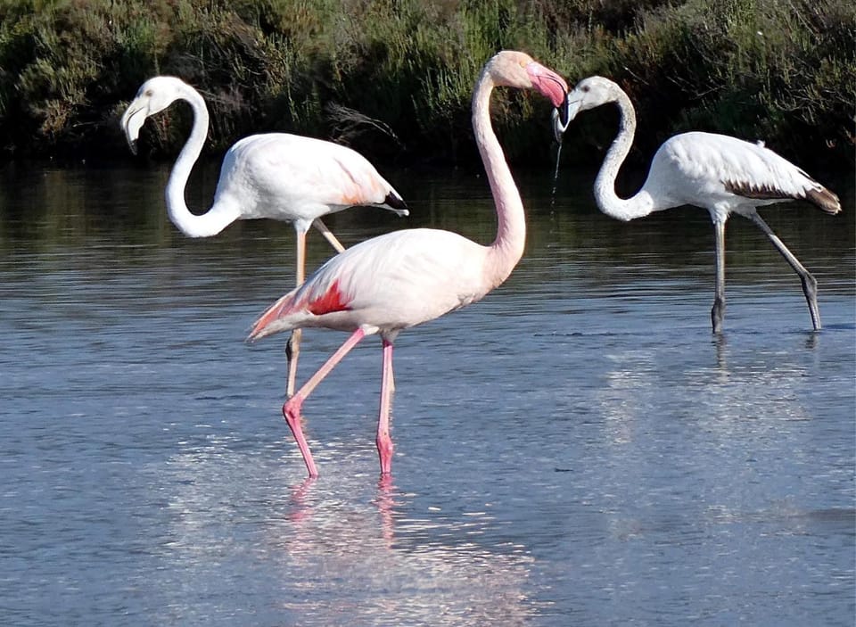Gîte Lo Becarut L'Escapade Des Flamants Roses Apartment in Occitanie