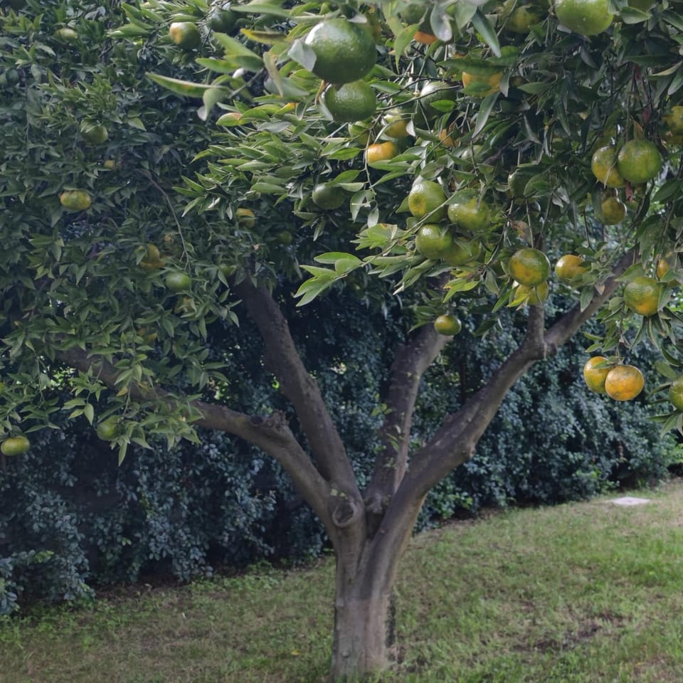Natural landscape, Garden view