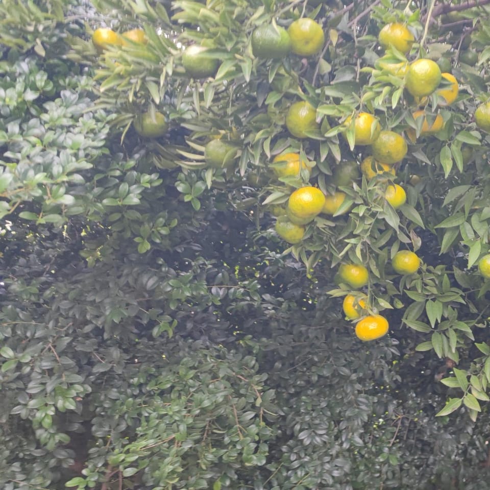 Spring, Day, Garden, Garden view