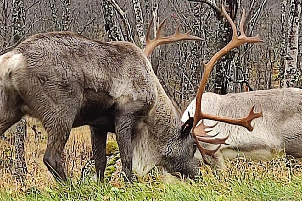 Nearby landmark, Natural landscape, Animals