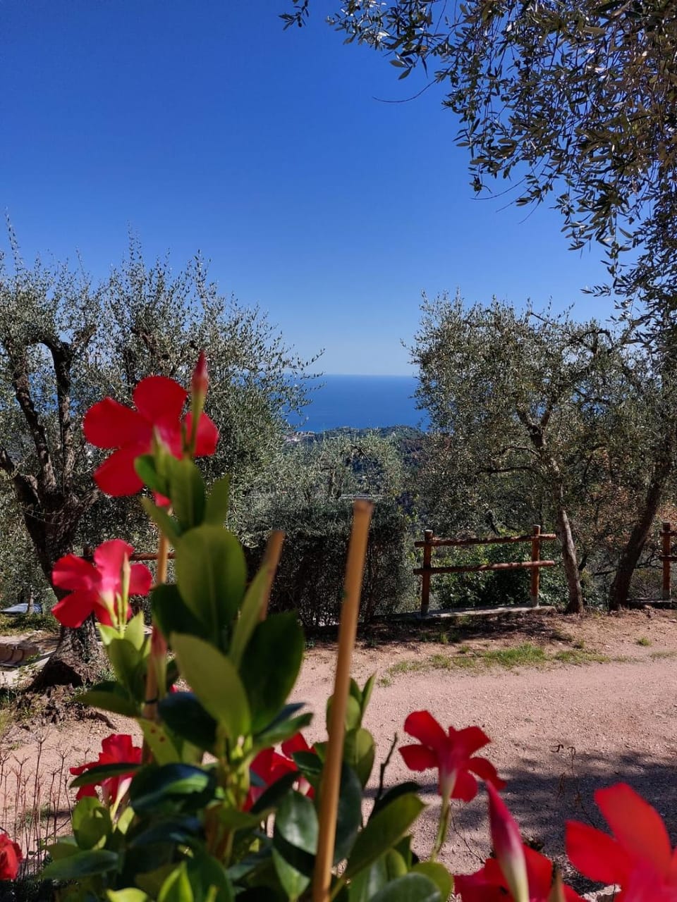 L'Olivier House in French Riviera