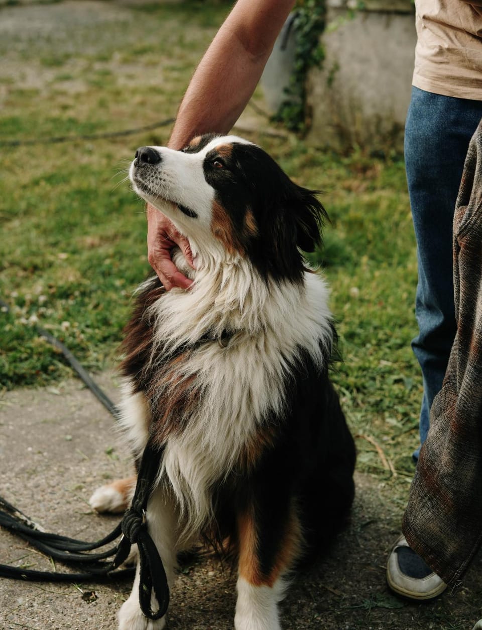 Pets, pet friendly