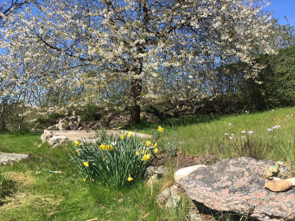 Spring, Day, Natural landscape, Garden, Garden view