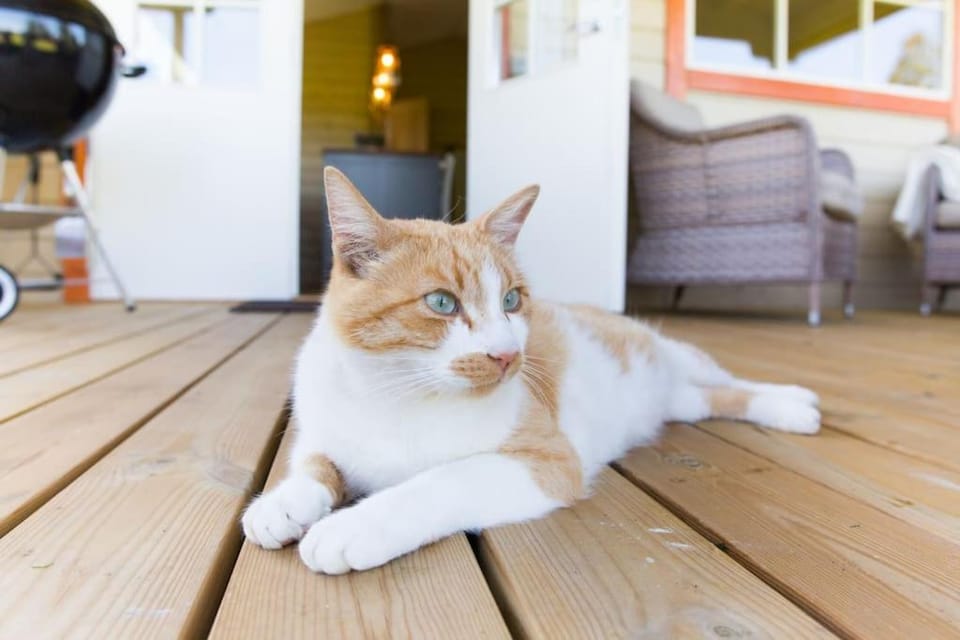 Meela Talu Sviit Apartment in Estonia