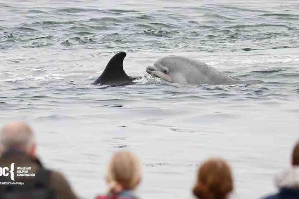 Heather House, beautiful family home, sleeps 8 House in Inverness