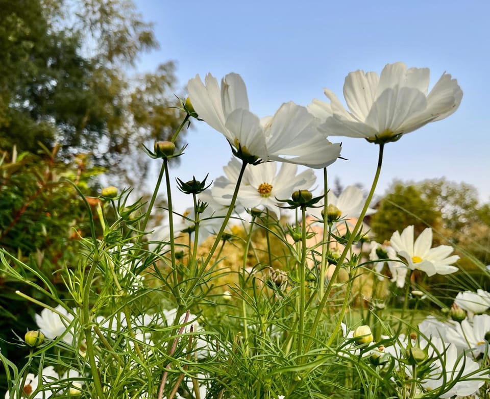 Garden, Garden view