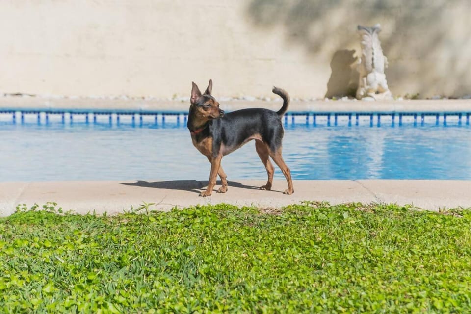 Animals, Pets, Pool view, Swimming pool