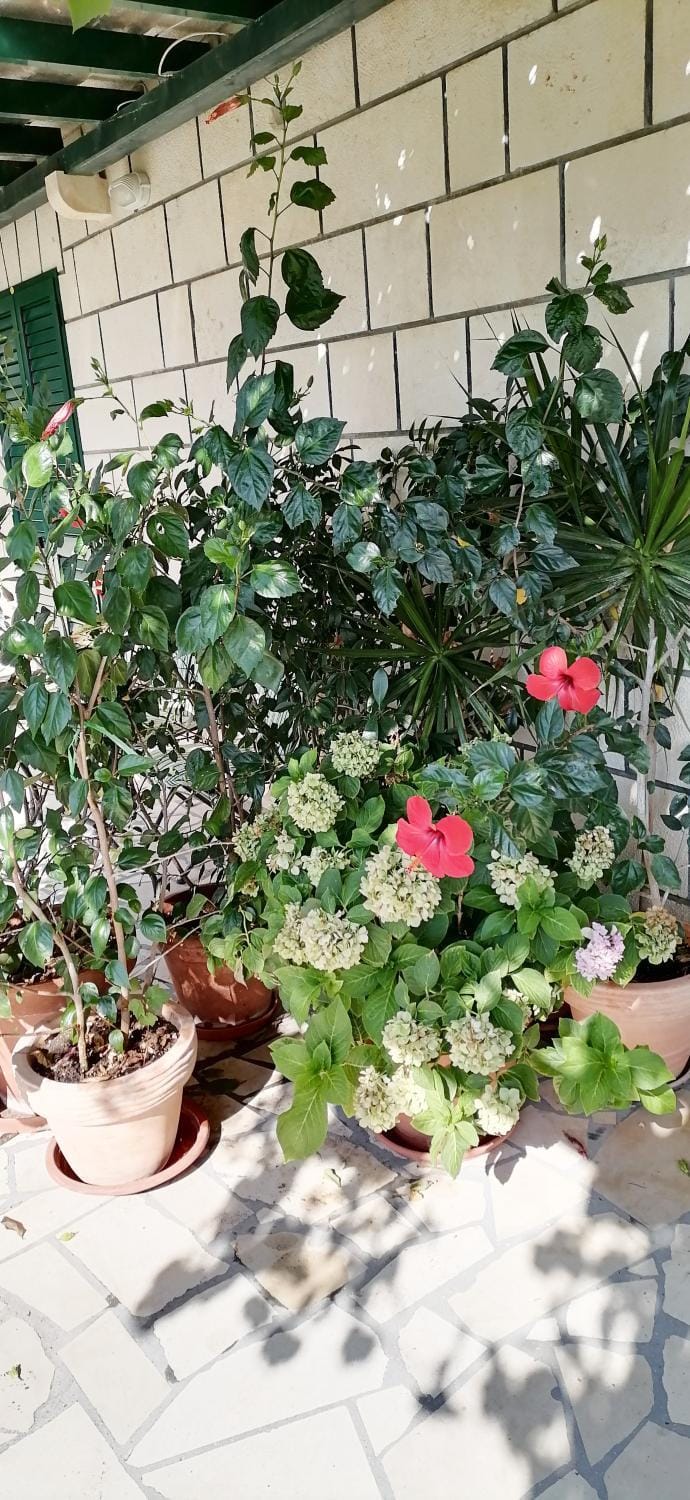 Day, Garden