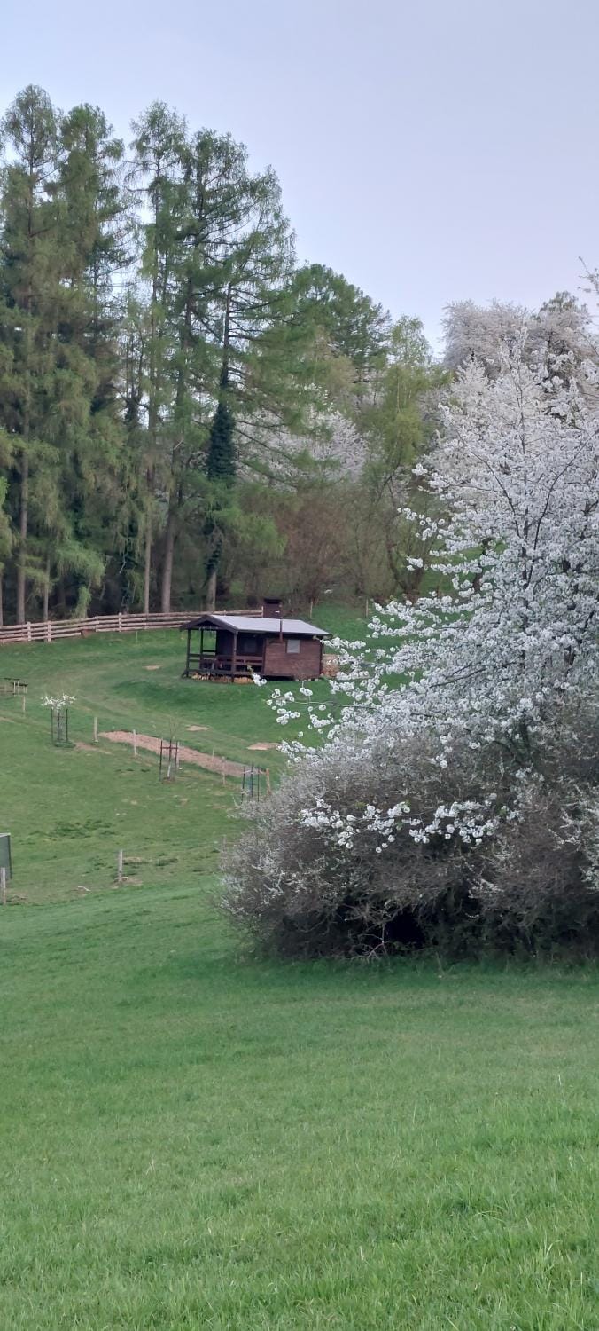 Spring