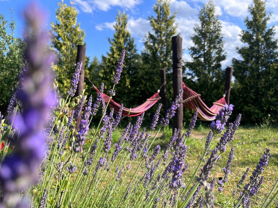 Spring, Day, Natural landscape, Garden