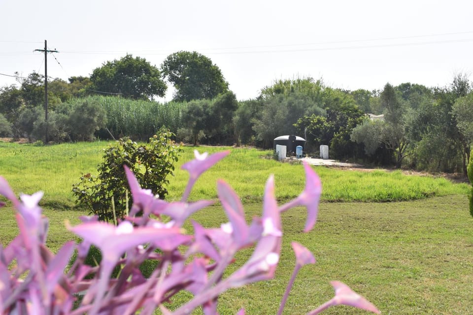 Spring, Day, Natural landscape, Garden, Garden view