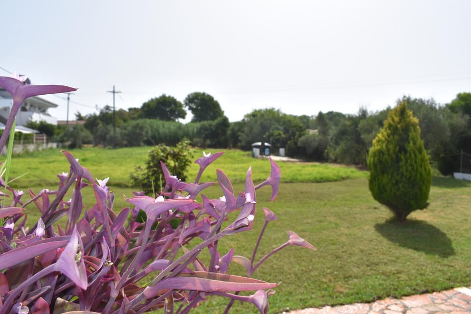 Natural landscape, Garden, Garden view