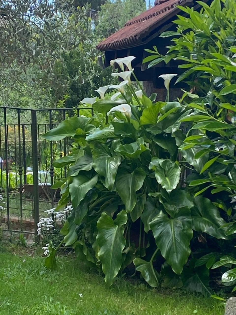 Ca d Andrea House in Province of Massa and Carrara