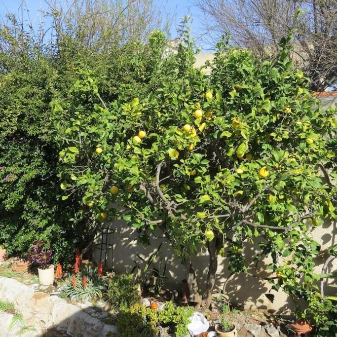 Garden, Garden, Garden view