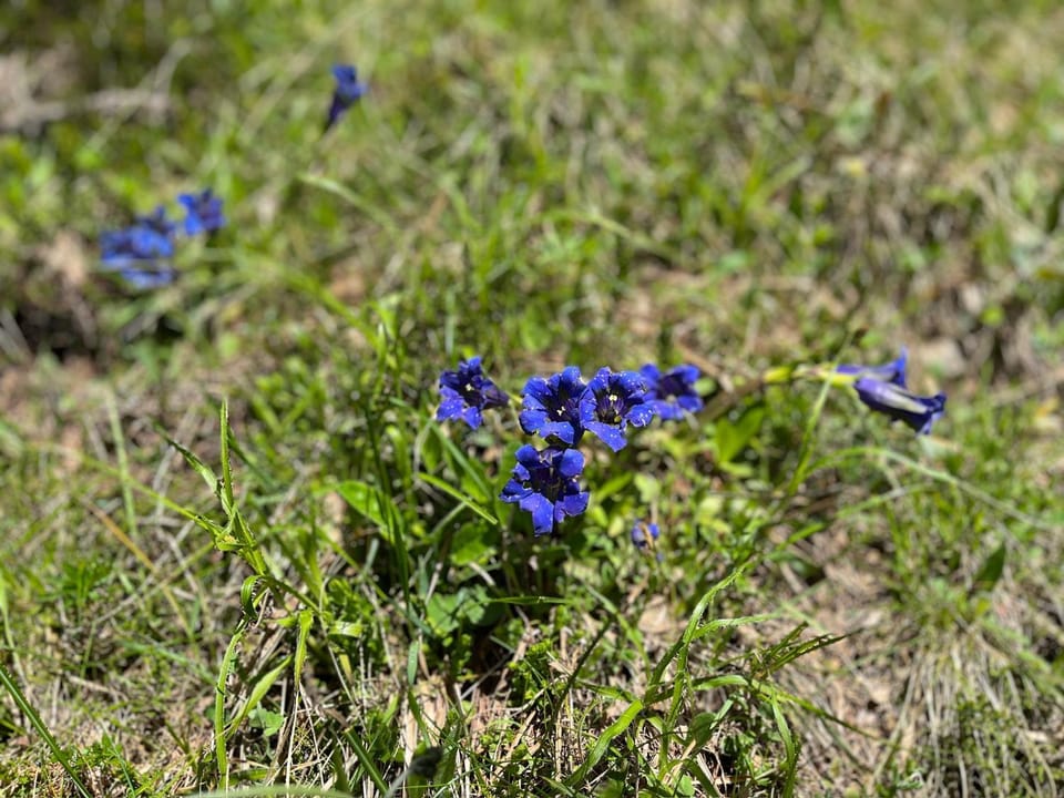 Spring