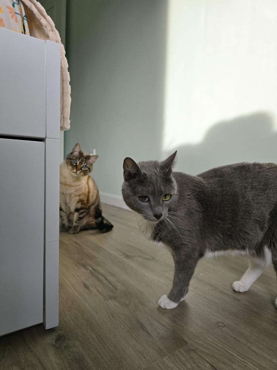 The House of Cats Vacation rental in Vila Nova de Gaia