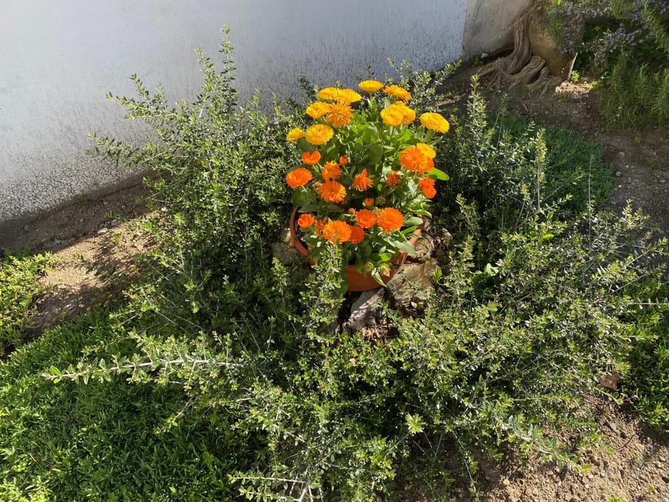 Spring, Day, Natural landscape