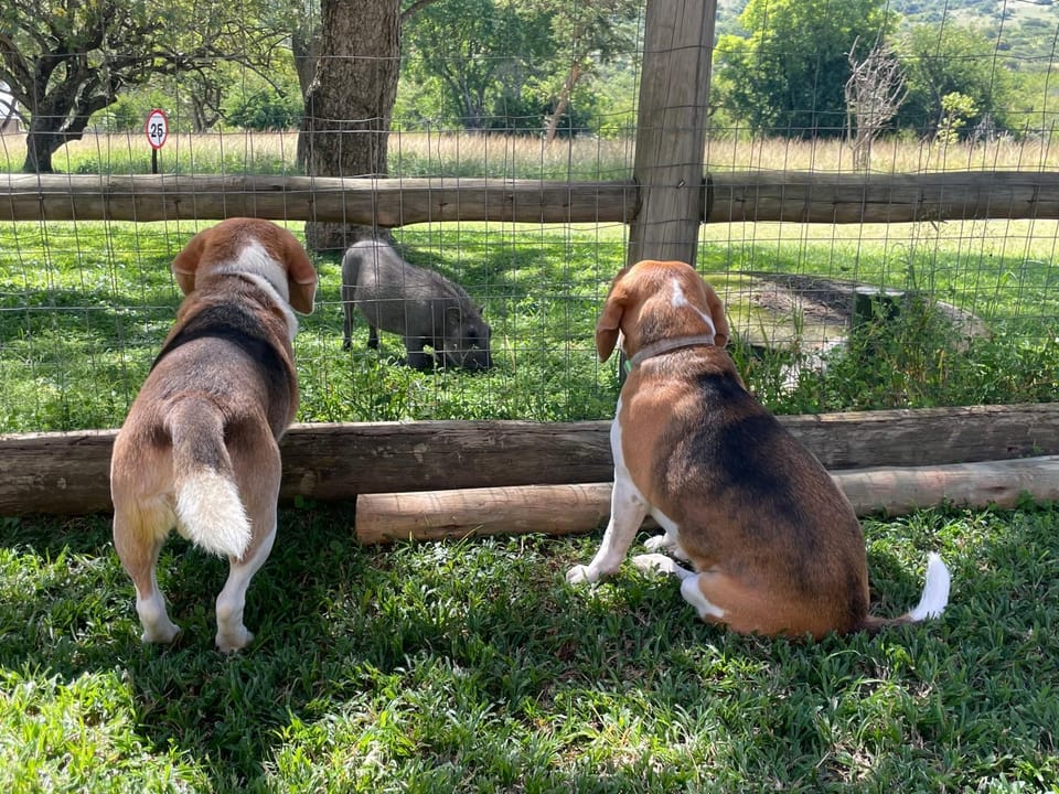 Day, Animals, Pets