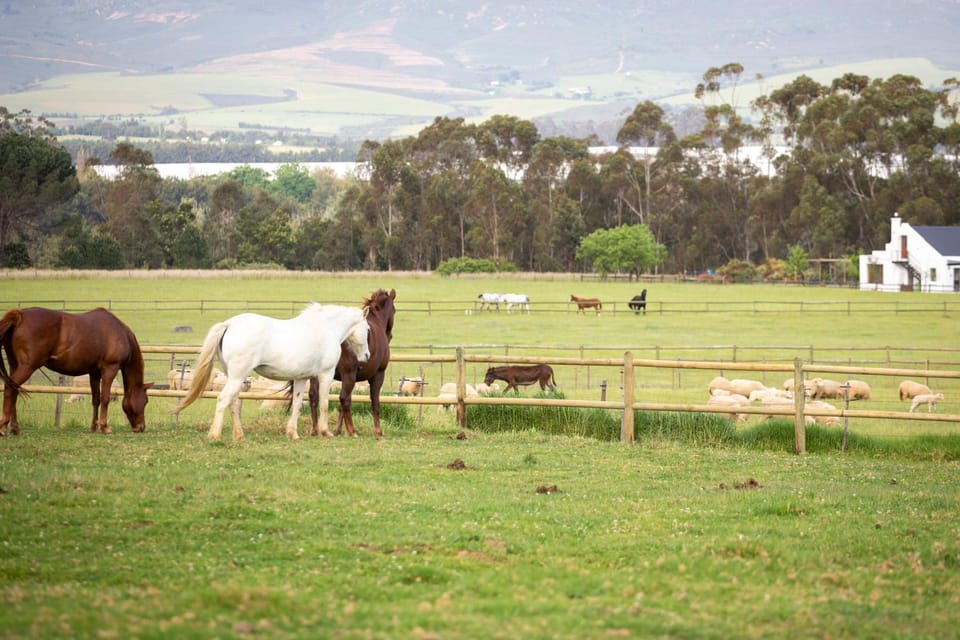 Animals