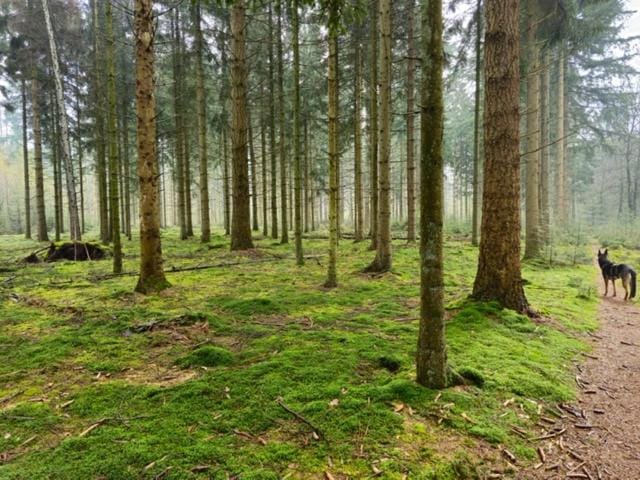 Natural landscape