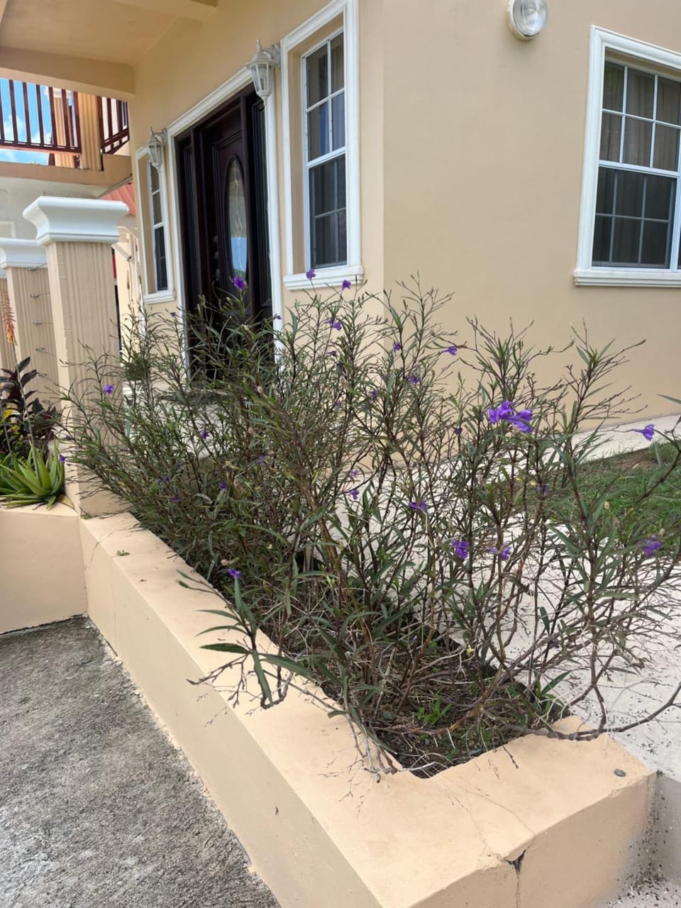 Property building, Day, Garden