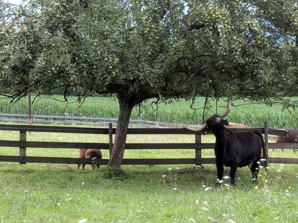 Animals