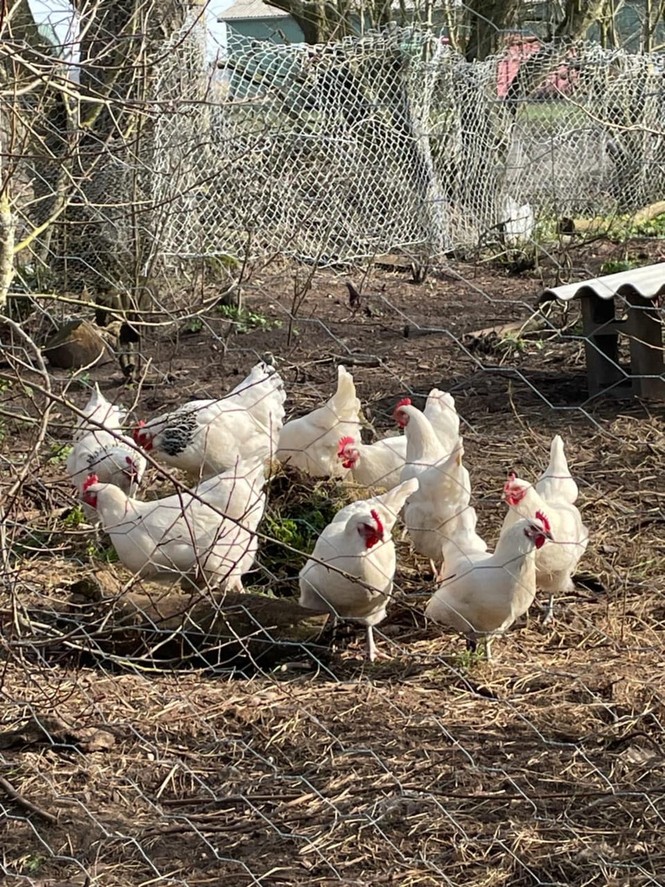 Animals