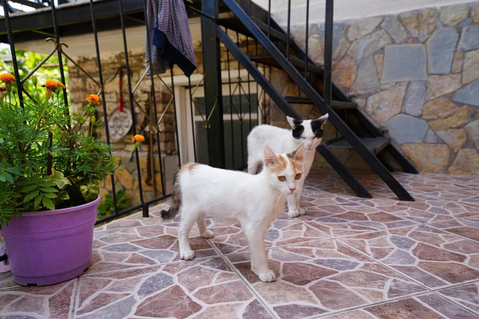 Guest House Denis Bed and Breakfast in Vlorë County, Albania