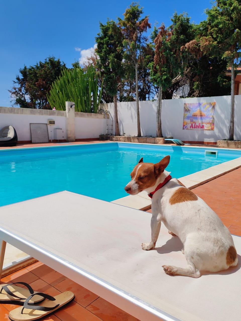 Pets, Pool view, sunbed