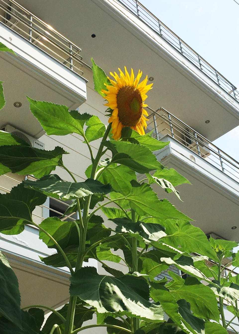 Property building, Day, Natural landscape, Garden, Balcony/Terrace, Garden view