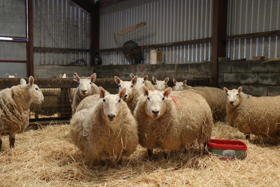 Cob Cottage House in Wales