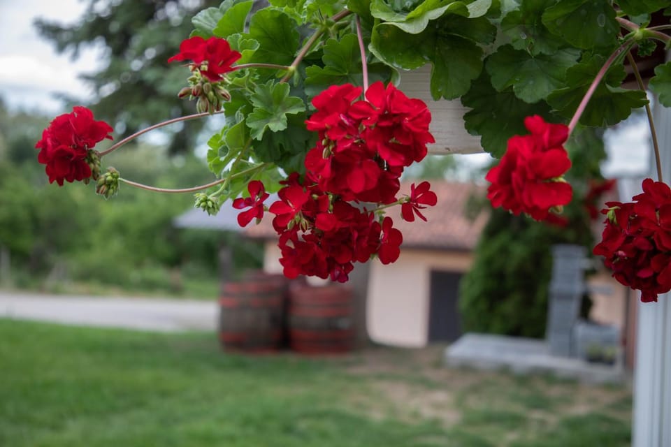 Garden, Garden view