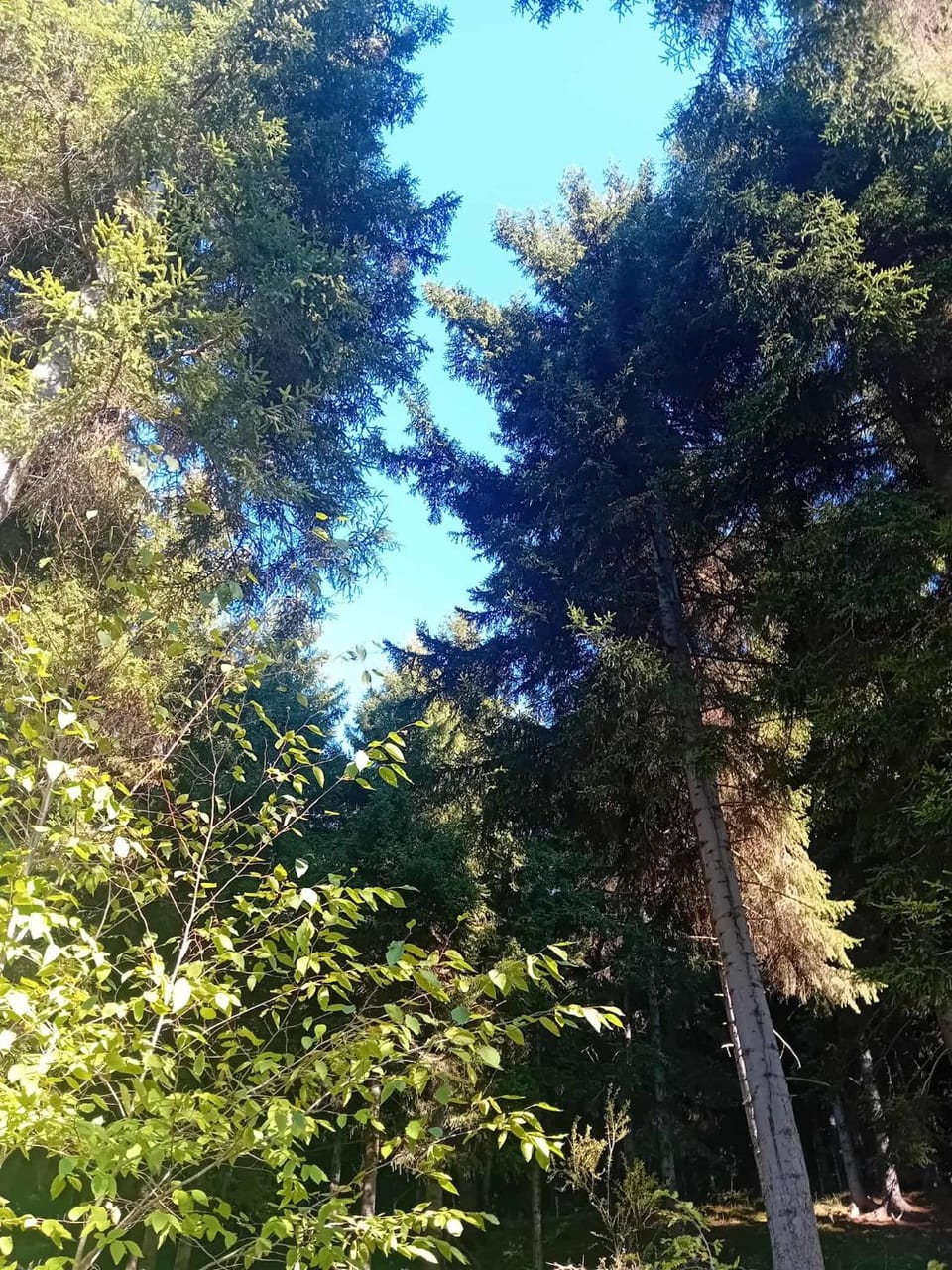 Natural landscape