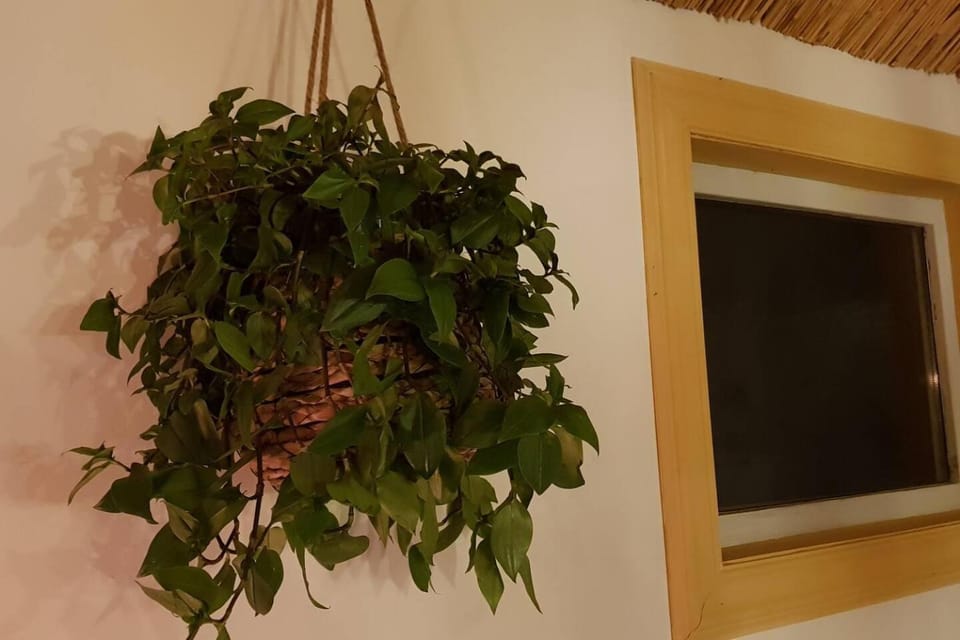 Balistyle guesthouse incl Jacuzzi near Amsterdam and Schiphol House in Haarlem