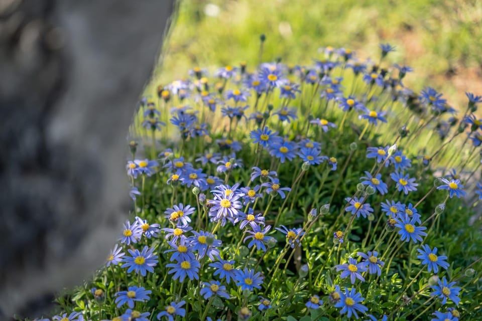 Spring, Garden, Garden view