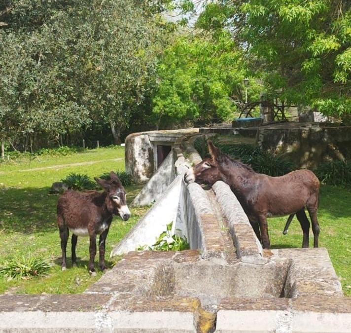 Animals