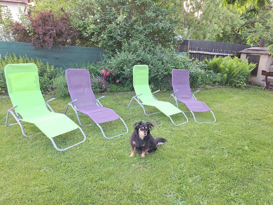 Garden, Pets, sunbed