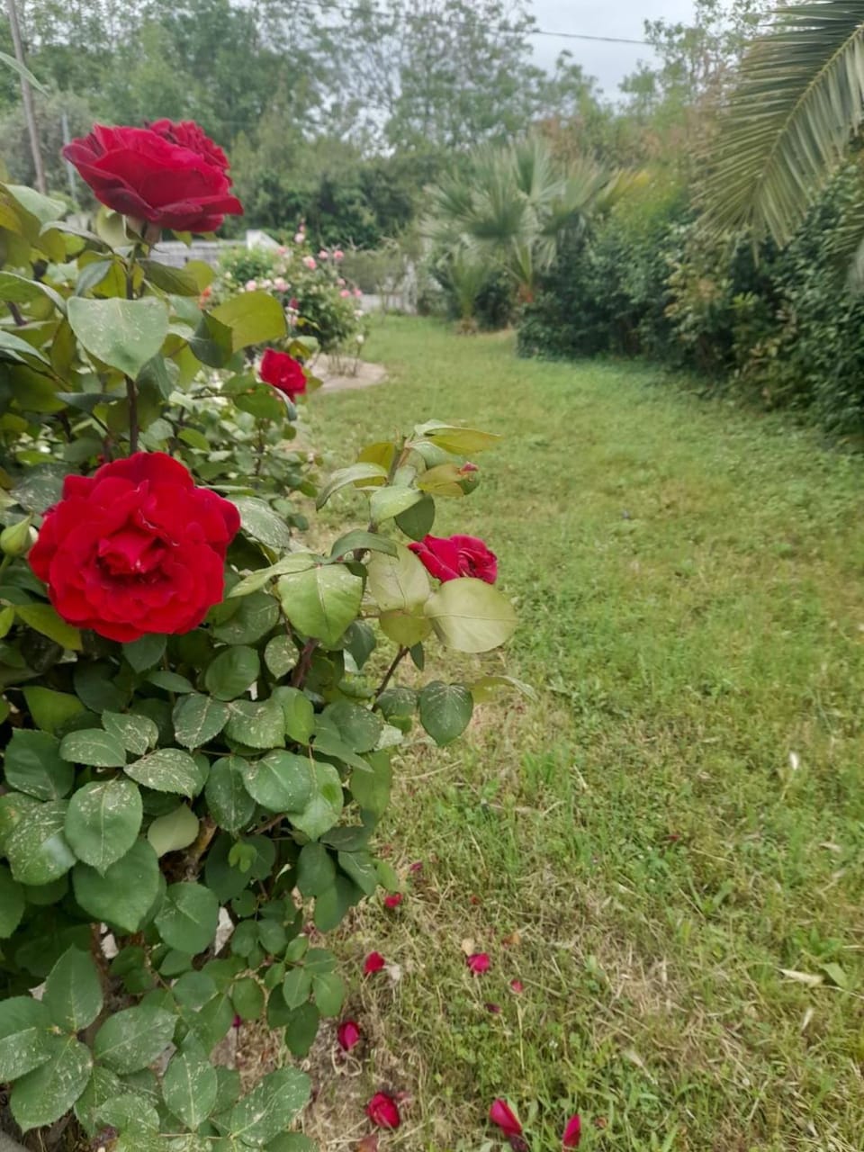 villa Rodo House in Magnesia Prefecture, Greece