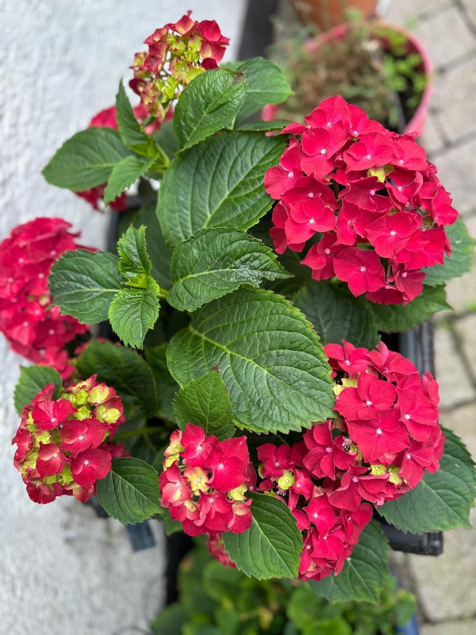 Spring, Day, Garden, Garden view