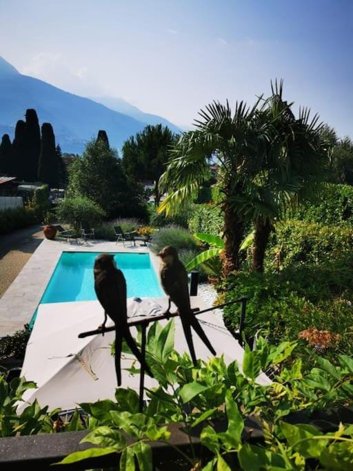 Day, Garden, Garden view, Mountain view, Pool view, Swimming pool
